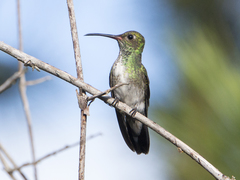Chionomesa fimbriata