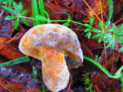 bolete mould