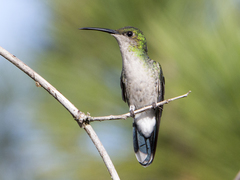 Chalybura buffonii