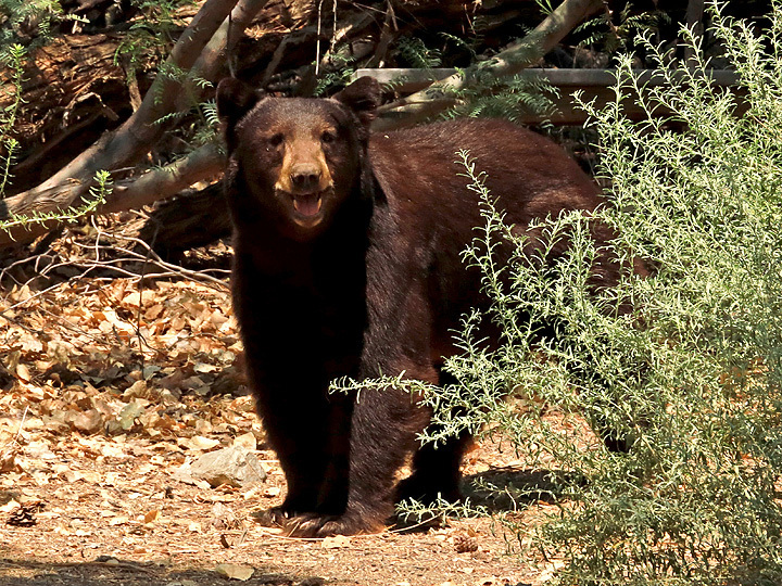 California Black Bear (The California 24 for 2024) · iNaturalist