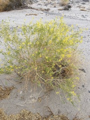 Cleomella palmeri