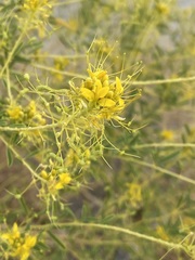 Cleomella palmeri