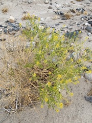 Cleomella palmeri