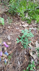 Desmodium uncinatum