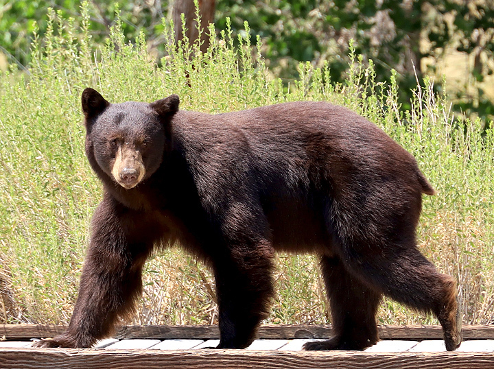 American black bear - Wikipedia