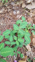 Desmodium uncinatum