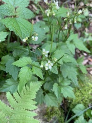 Cardamine africana
