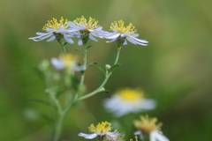 Aster microcephalus