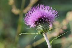 Cirsium oligophyllum
