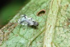 Stephanitis pyrioides