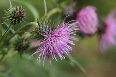 Cirsium nipponicum incomptum
