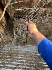 Masticophis schotti ruthveni