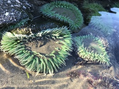 Elliptochloris marina