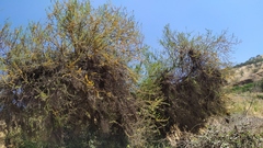 Vachellia caven