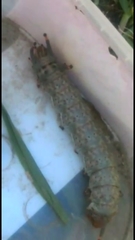 Citheronia brissotii