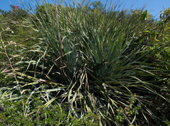 Dasylirion berlandieri