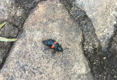 Astylus aulicus