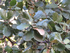 Quercus convallata