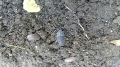 Porcellio laevis