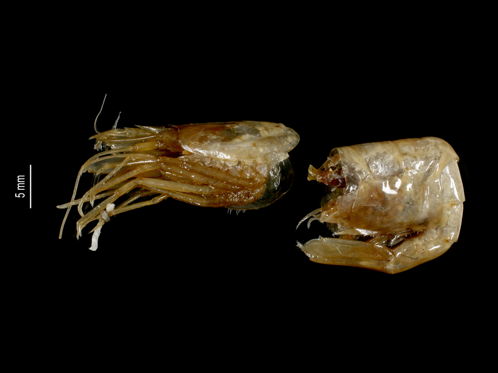 Antarctic Shrimp