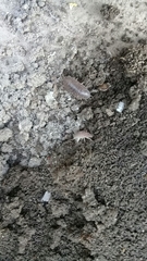 Porcellio laevis