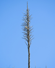 Dasylirion berlandieri