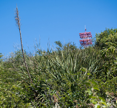 Dasylirion berlandieri