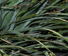 Dasylirion berlandieri