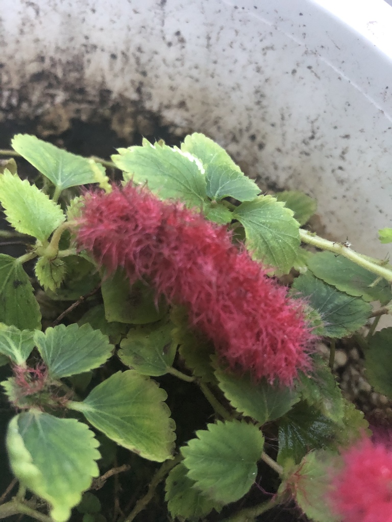 Acalypha herzogiana 3