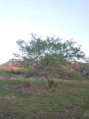 Pithecellobium dulce