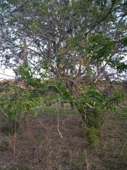 Pithecellobium dulce