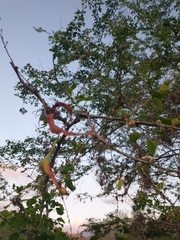 Pithecellobium dulce