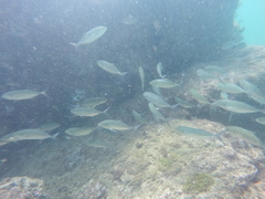 Caranx caballus