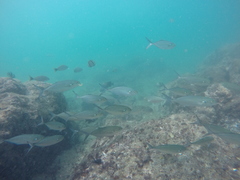 Caranx caballus