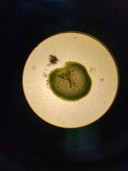 Chaetophora