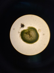 Chaetophora