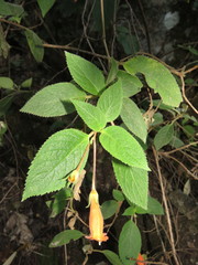 Moussonia jaliscana