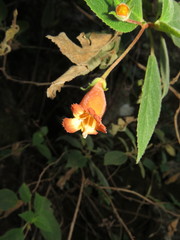Moussonia jaliscana