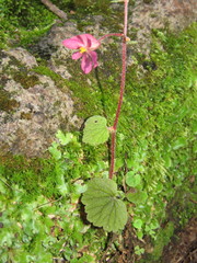 Begonia fusibulba