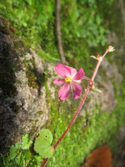 Begonia fusibulba