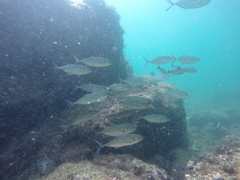 Caranx caballus