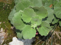 Mabrya rosei