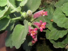 Mabrya rosei