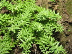Sedum greggii