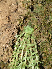 Sedum greggii