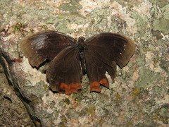 Gyrocheilus patrobas patrobas