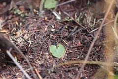 Corybas rotundifolius