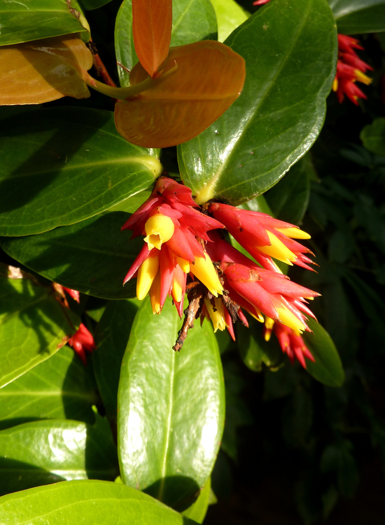Cavendishia allenii