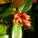 Cavendishia allenii - Photo (c) wundoroo, algunos derechos reservados (CC BY-NC-SA)