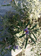 Solanum elaeagnifolium